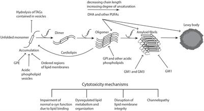 Dysregulated Lipid Metabolism and Its Role in α-Synucleinopathy in Parkinson’s Disease